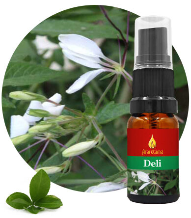 08. Deli 10 ml Ararêtama Esence deštného pralesa