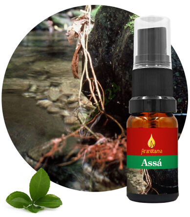 02. Assá 10 ml Ararêtama Esence deštného pralesa