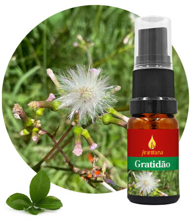 47. Vděčnost Gratidão 10 ml Ararêtama Rainforest Essences