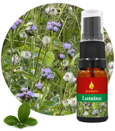 51. Lumina 10 ml Ararêtama Dešťový prales Esence