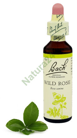 37. DIVOKÁ RŮŽE / Dzika róża 20 ml Nelson Bach Original Flower Remedies anglicky