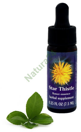 FES Star Thistle 7,5 ml kapky
