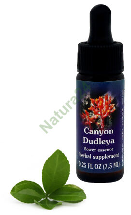 FES Canyon Dudleya 7,5 ml kapky