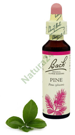 24. PINE / Borovice 20 ml Nelson Bach Original Flower Remedies anglicky