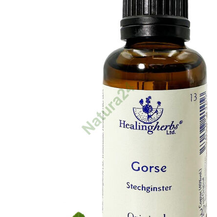 13. GORSE / Západní křídlatka 10/30 ml nebo globule 15 g - 3