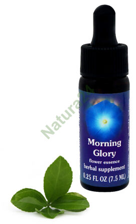 FES Morning Glory 7,5 ml kapky