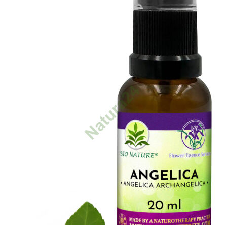 004. Angelica - Kompozice FES 20ml - 2
